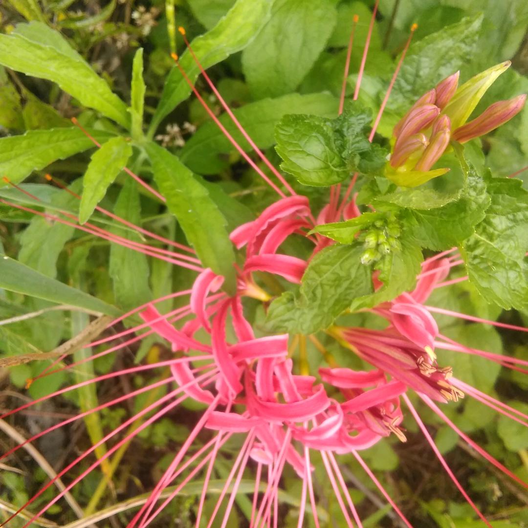 洪哥(｡♡‿♡｡)