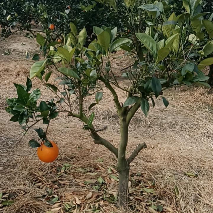 风中的幸福