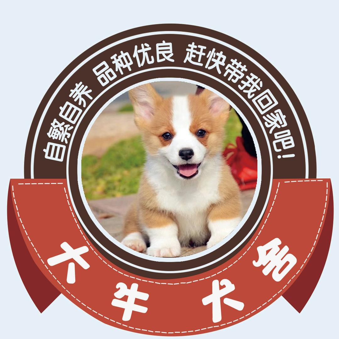 大牛犬舍