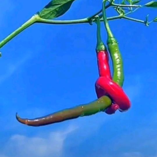 HuαηgHuan