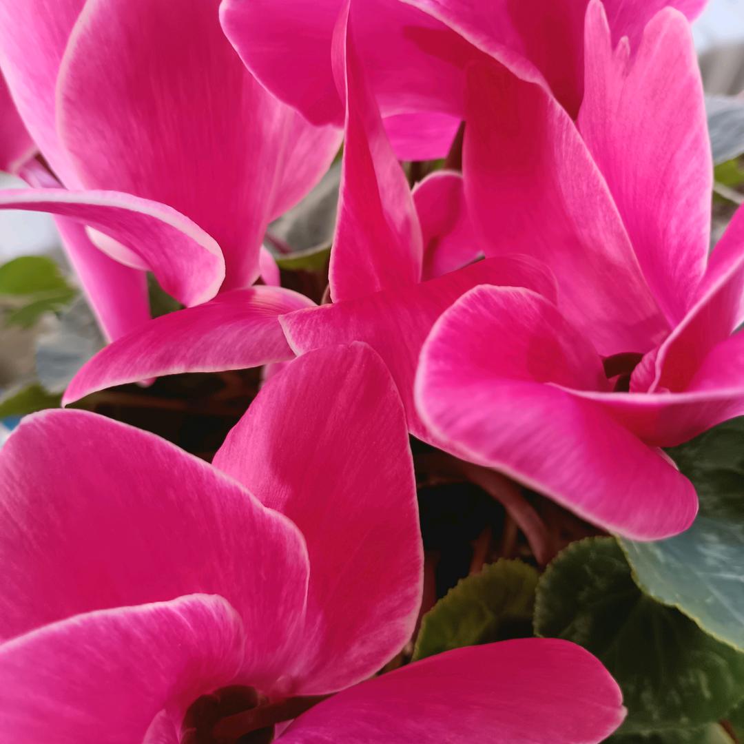 乘风破浪小姐姐🌹🌺🌺