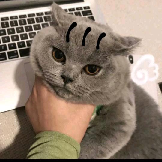 达歌