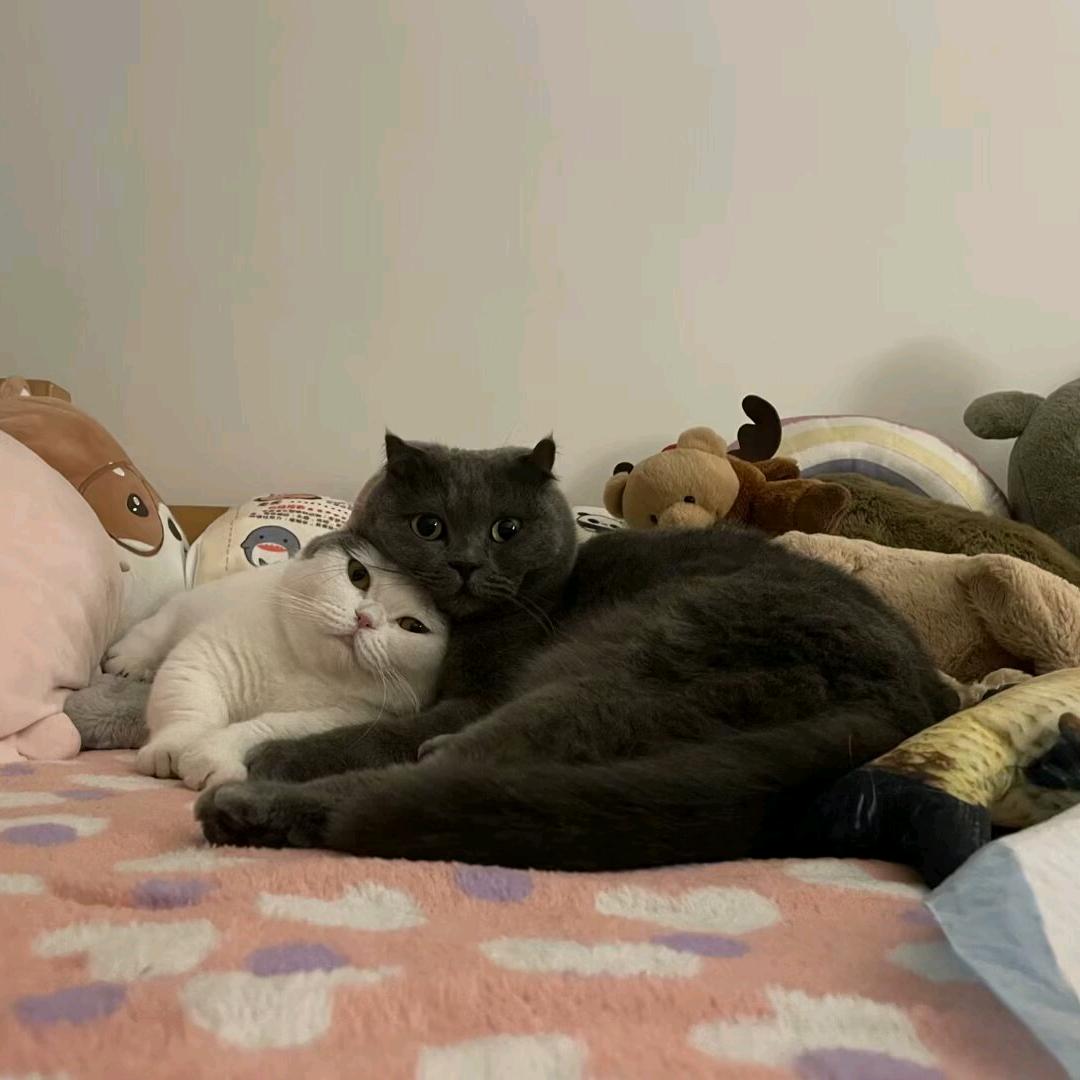 胖丁一点也不胖