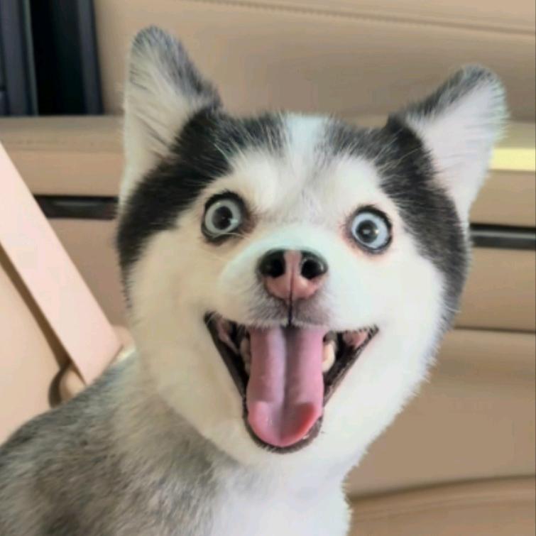 超级旺财冲冲冲