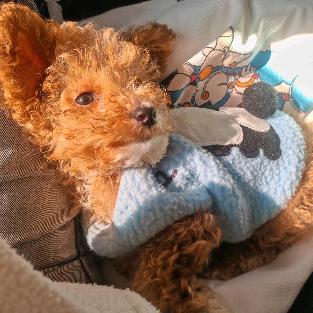 胡萝卜卜卜卜卜