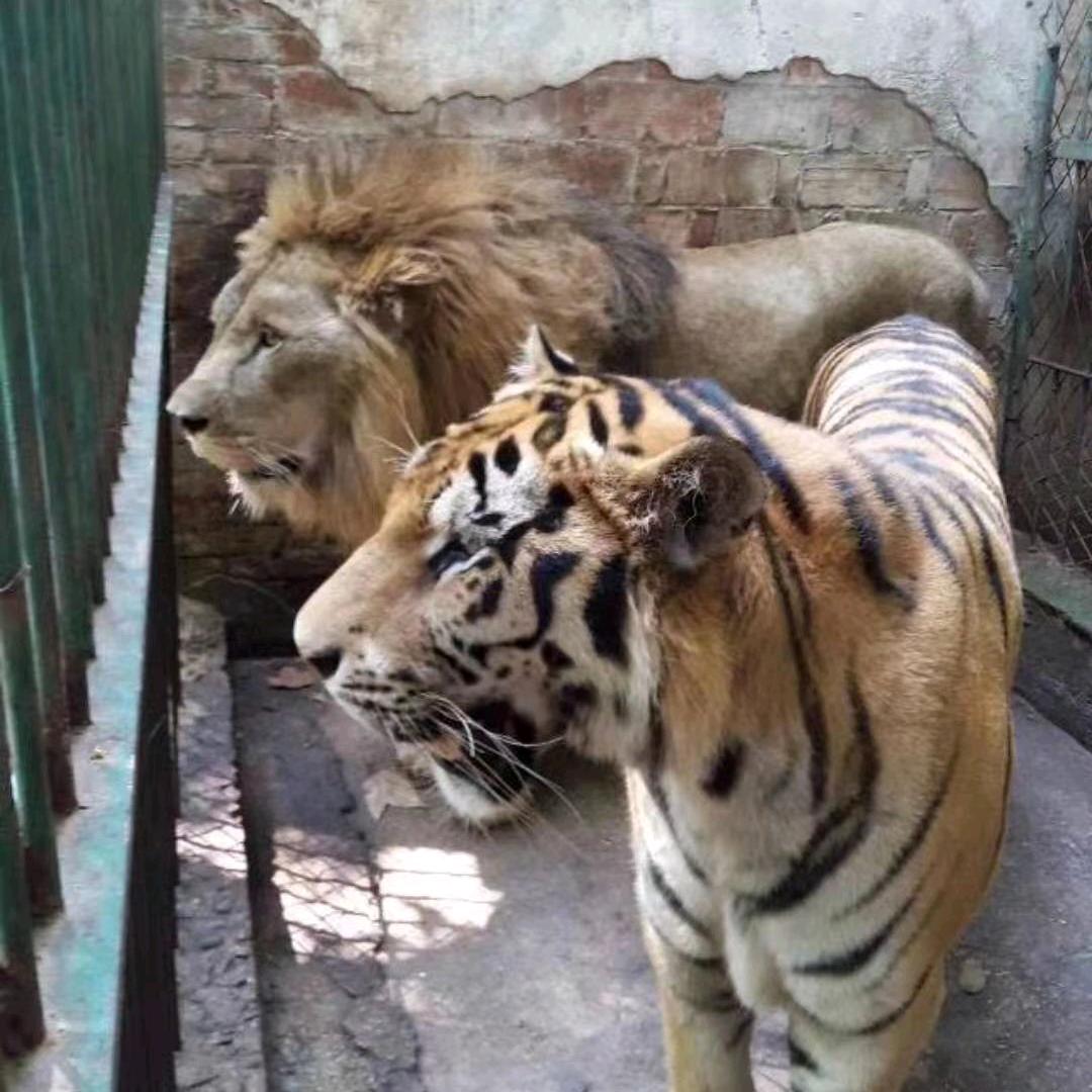 恩施市女儿城动物园多财多亿