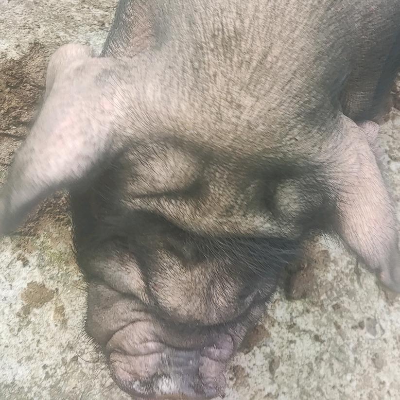 小肖武隆土猪肉