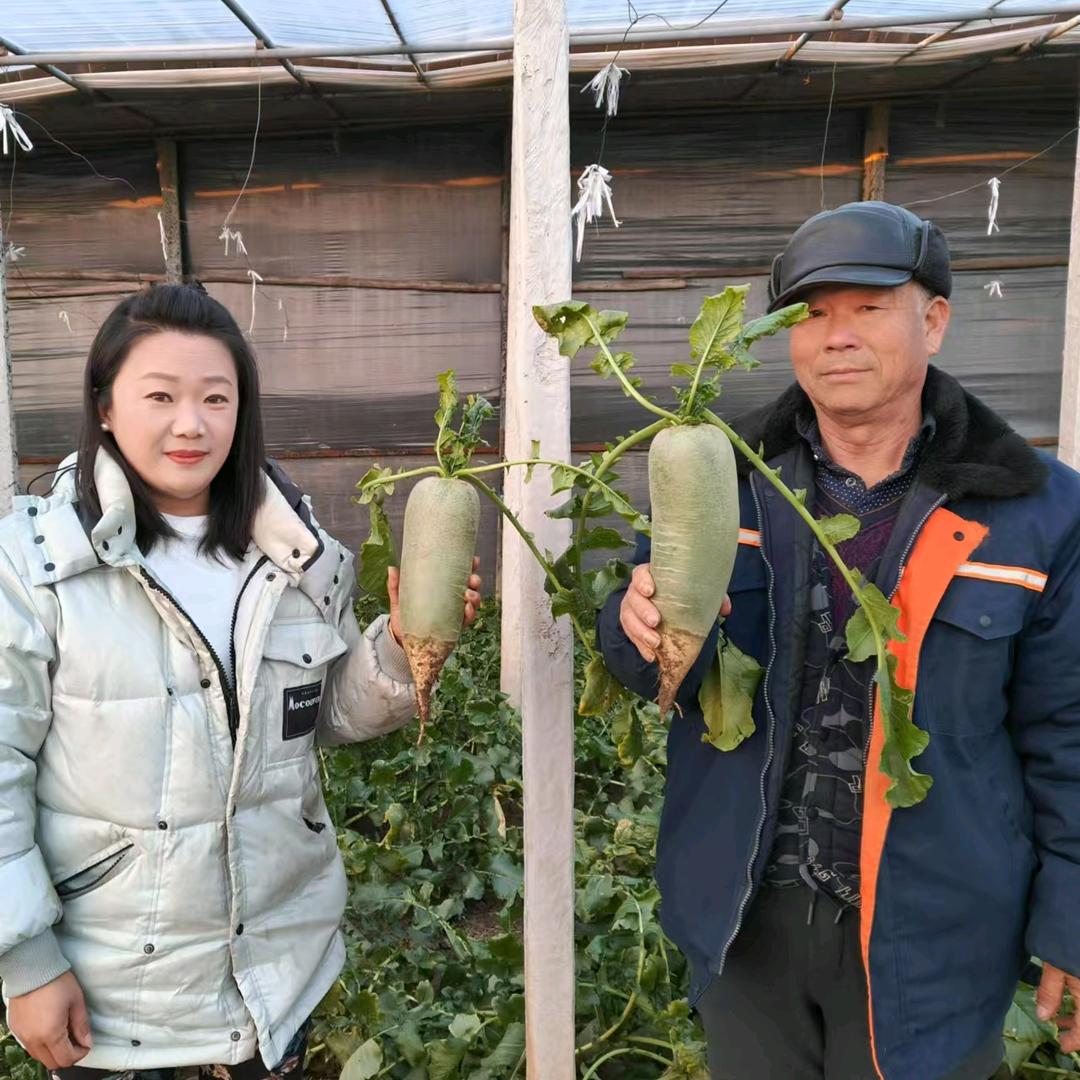 西青区辛口镇沙窝萝卜磊姐种植园