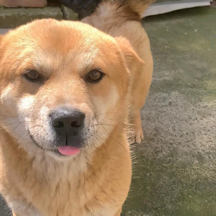 大 黄 狗