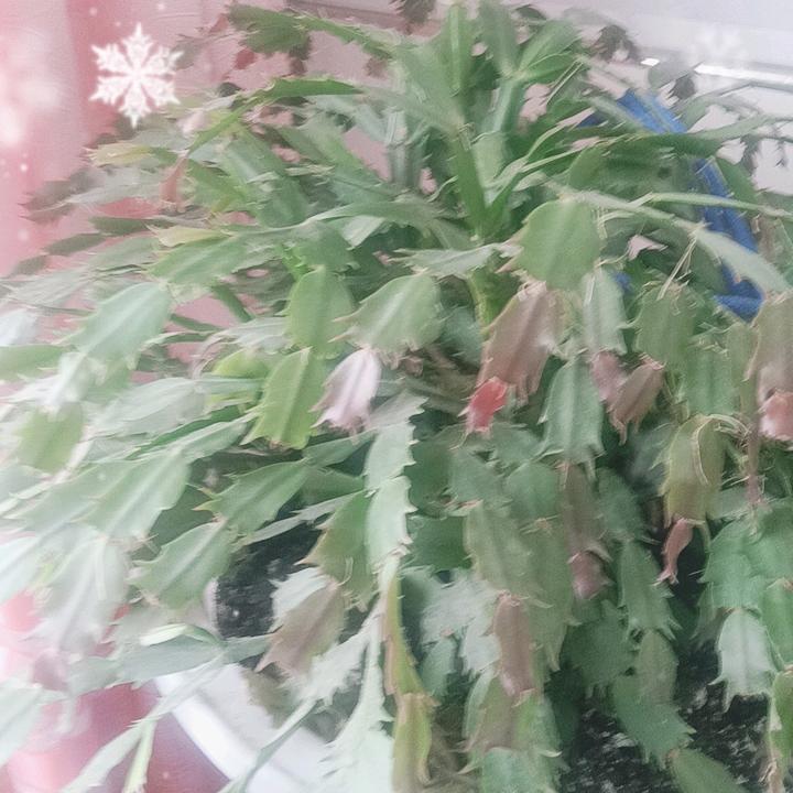 心想事成