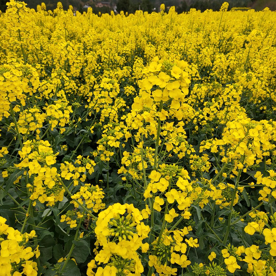 狼君豪(与你同在)