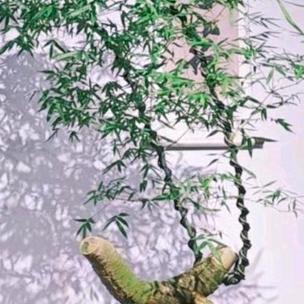 舍得