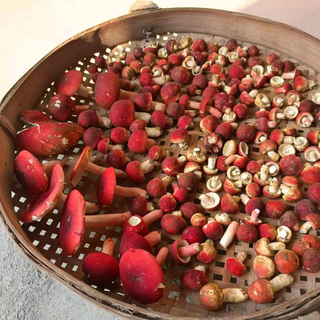 努力搬砖的（小谢）