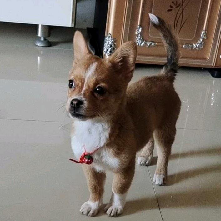 骗子骗子