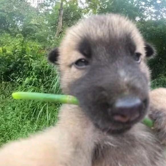 范小勤（无畏契约）