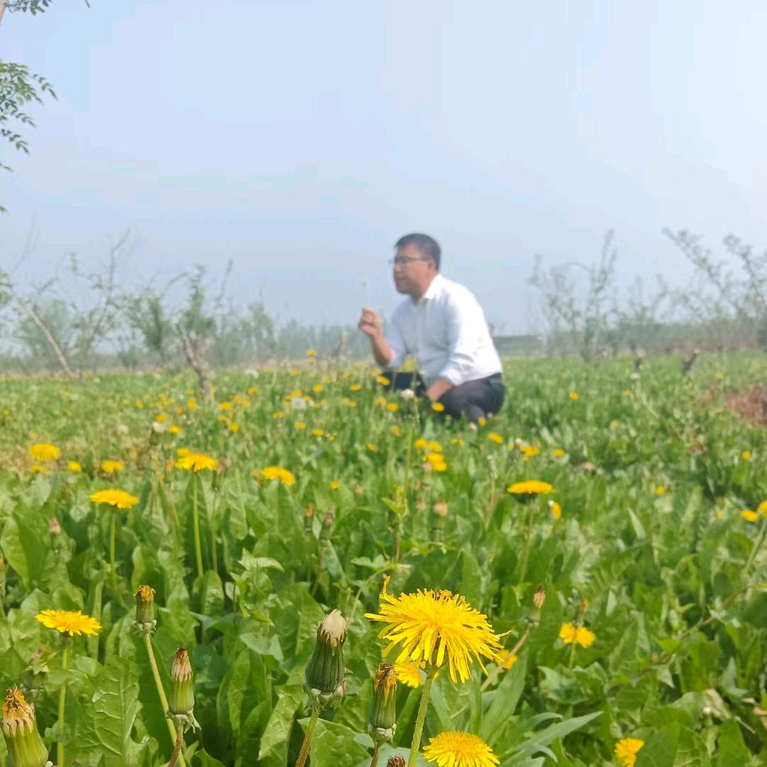 新农人黄勇蒲公英