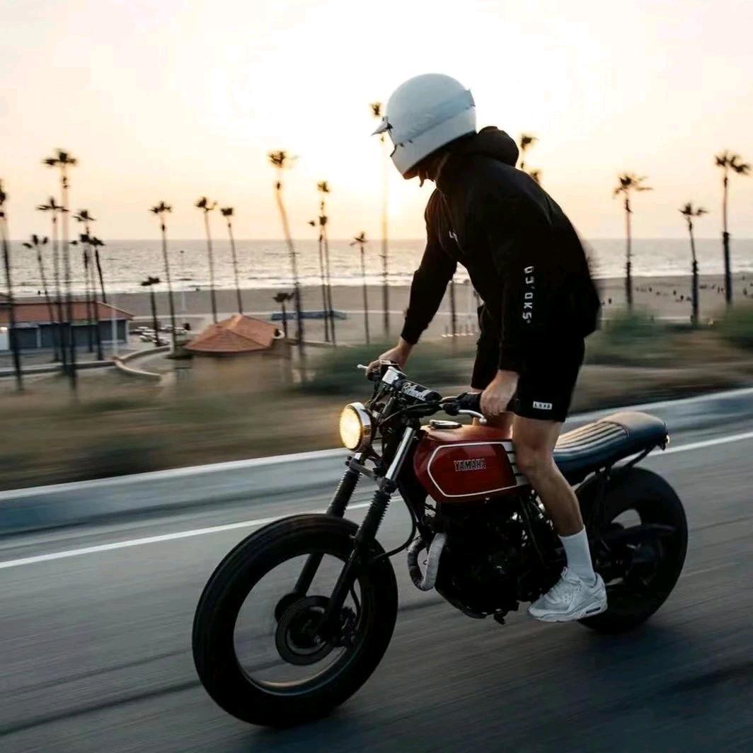 北极熊的南极朋友