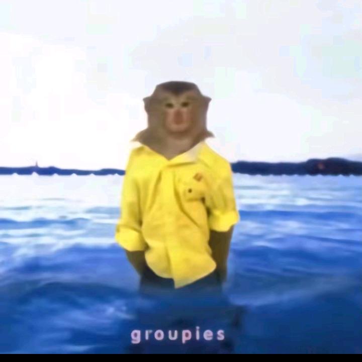 固执的驴