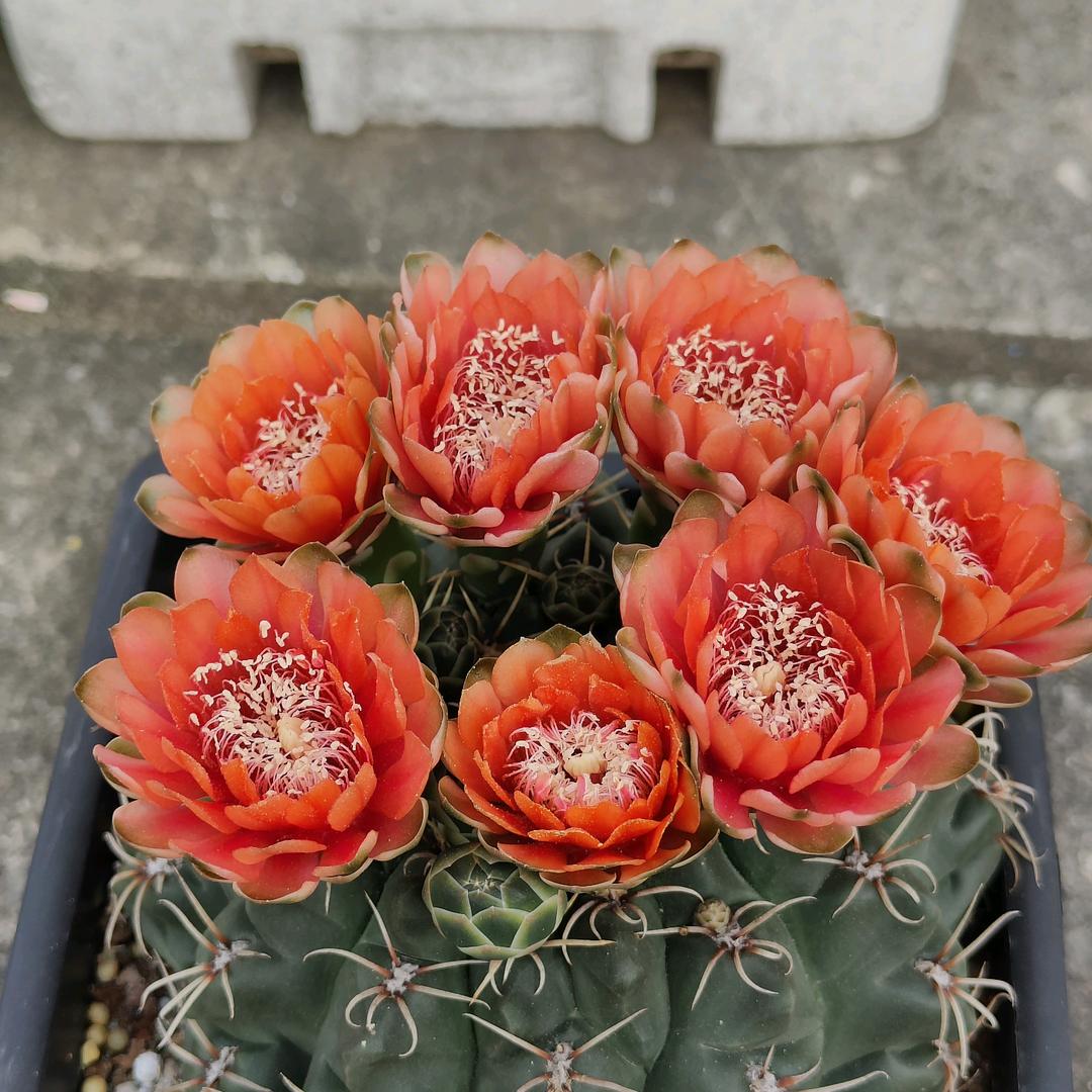 花画