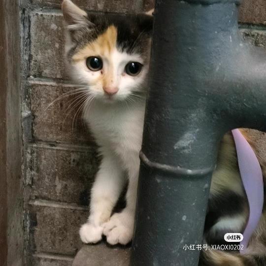 米多家的小卖部（橱窗有好物）