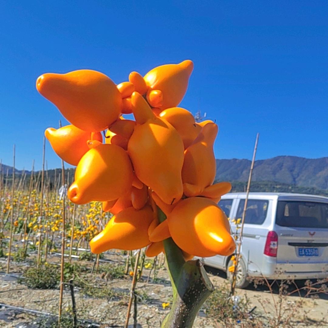 （五代果）佛手柑.（香橼果）～芍药鲜切花
