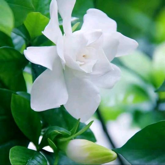 祝家二小姐