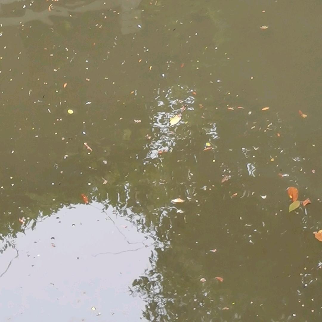 岸上风景独好
