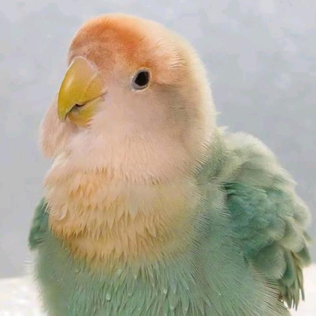 鸟宠