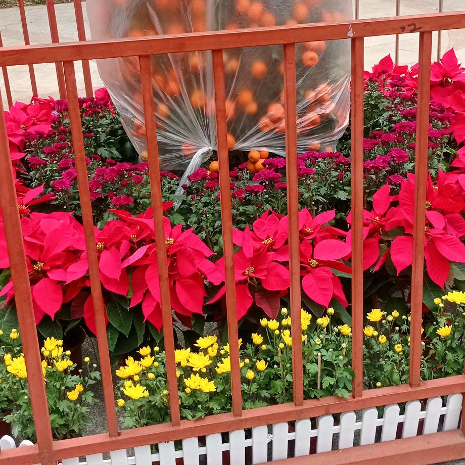 蝶恋花
