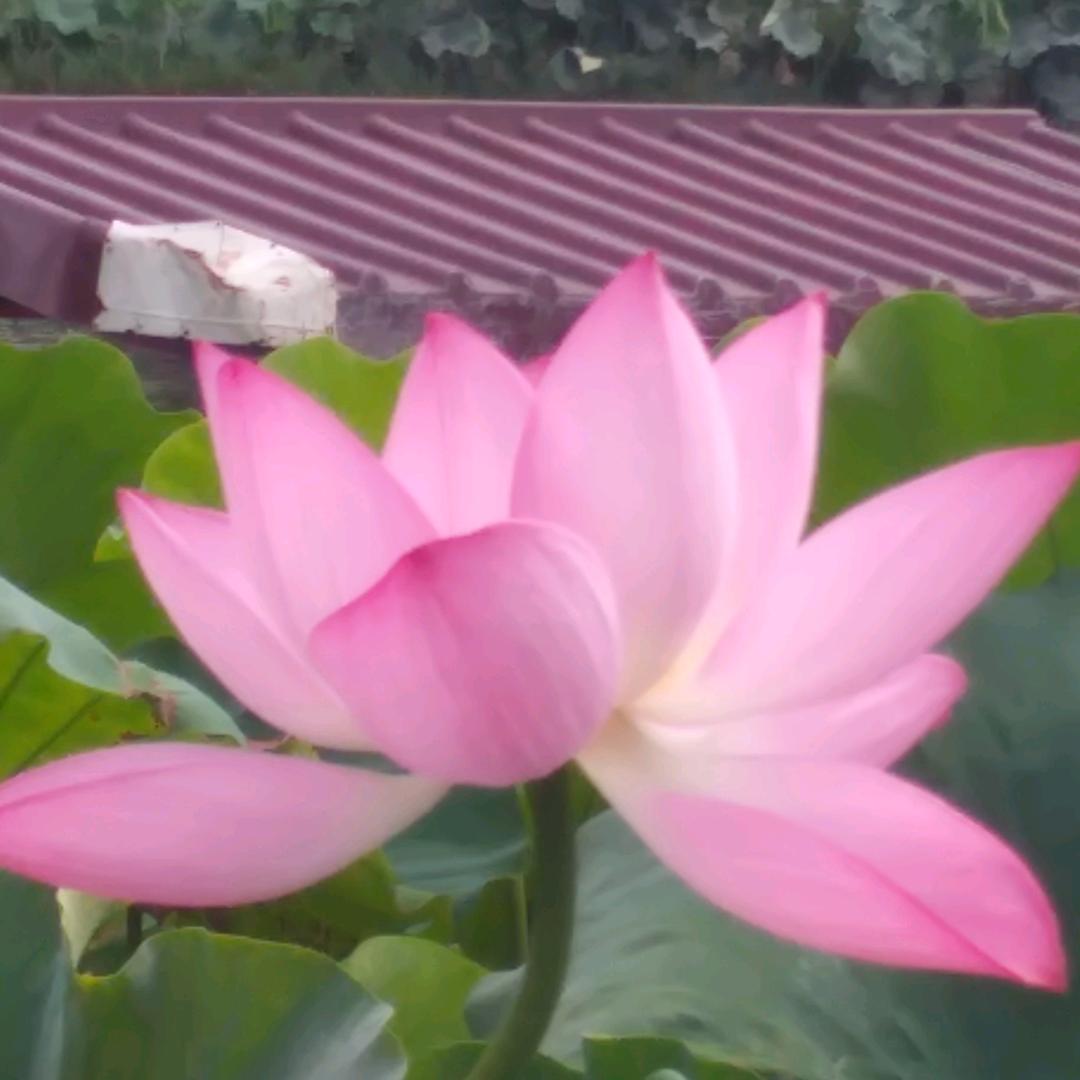张老奶