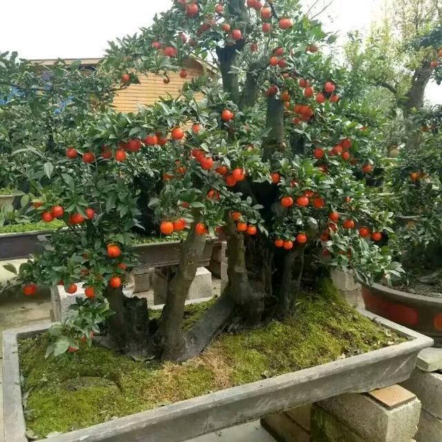 财里