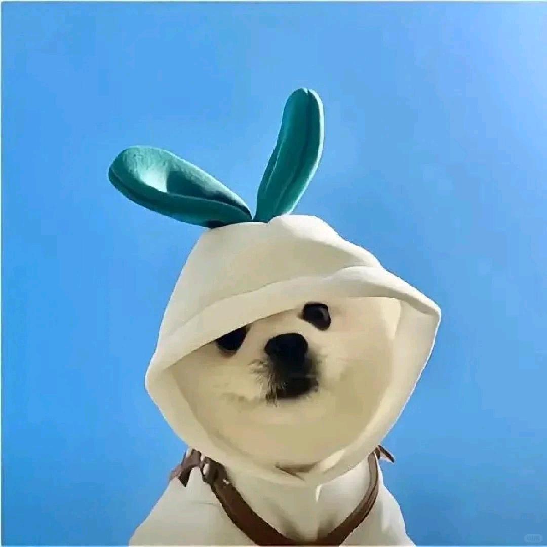小哲天天吃