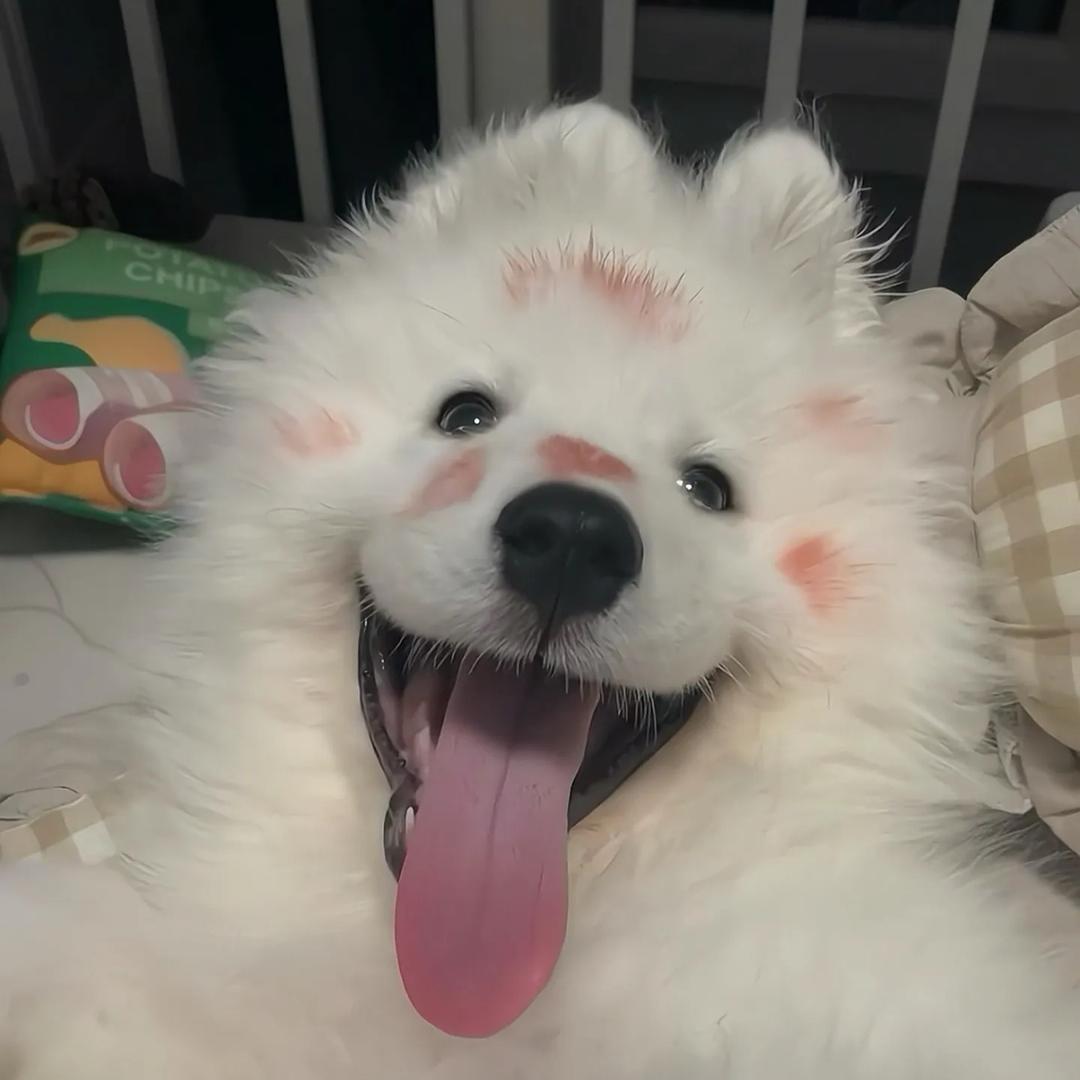 皮蛋solo邹
