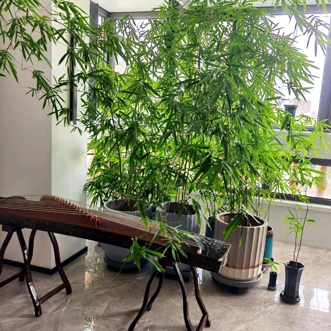 偏爱竹苗基地