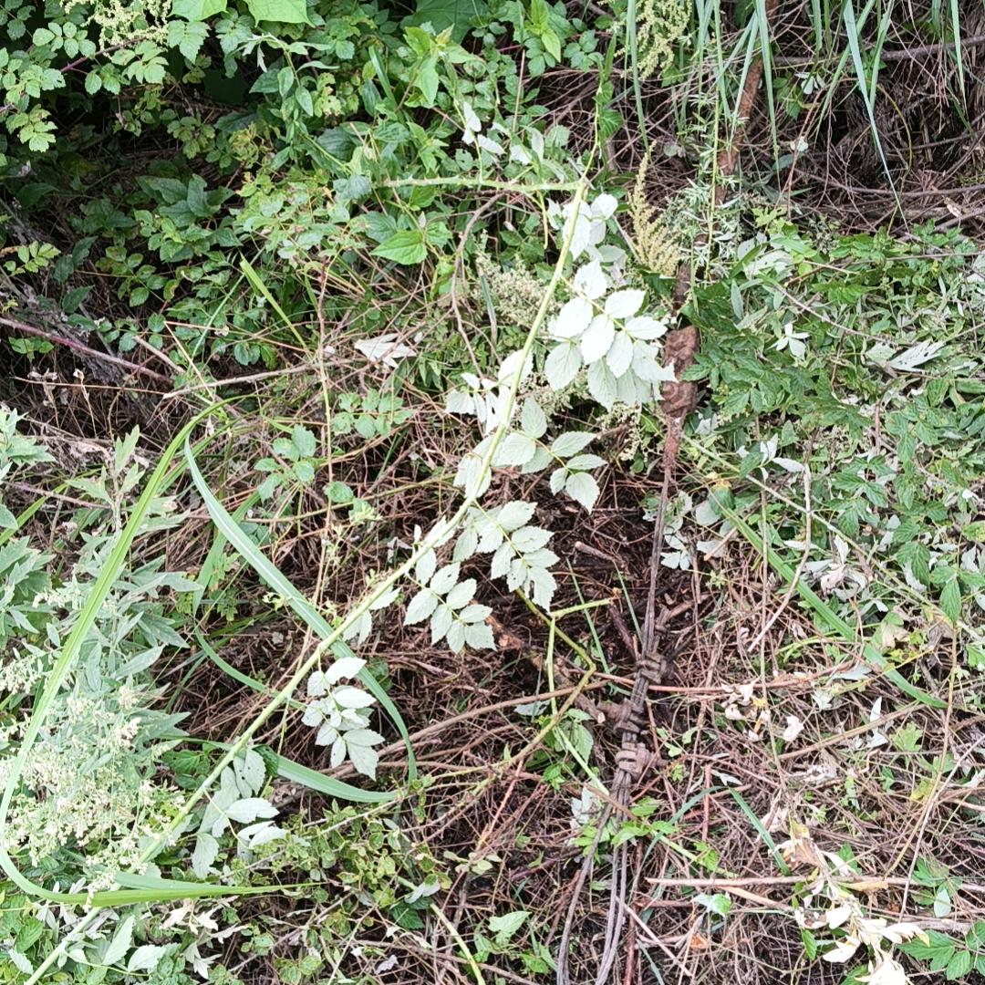 一半寂静许清欢