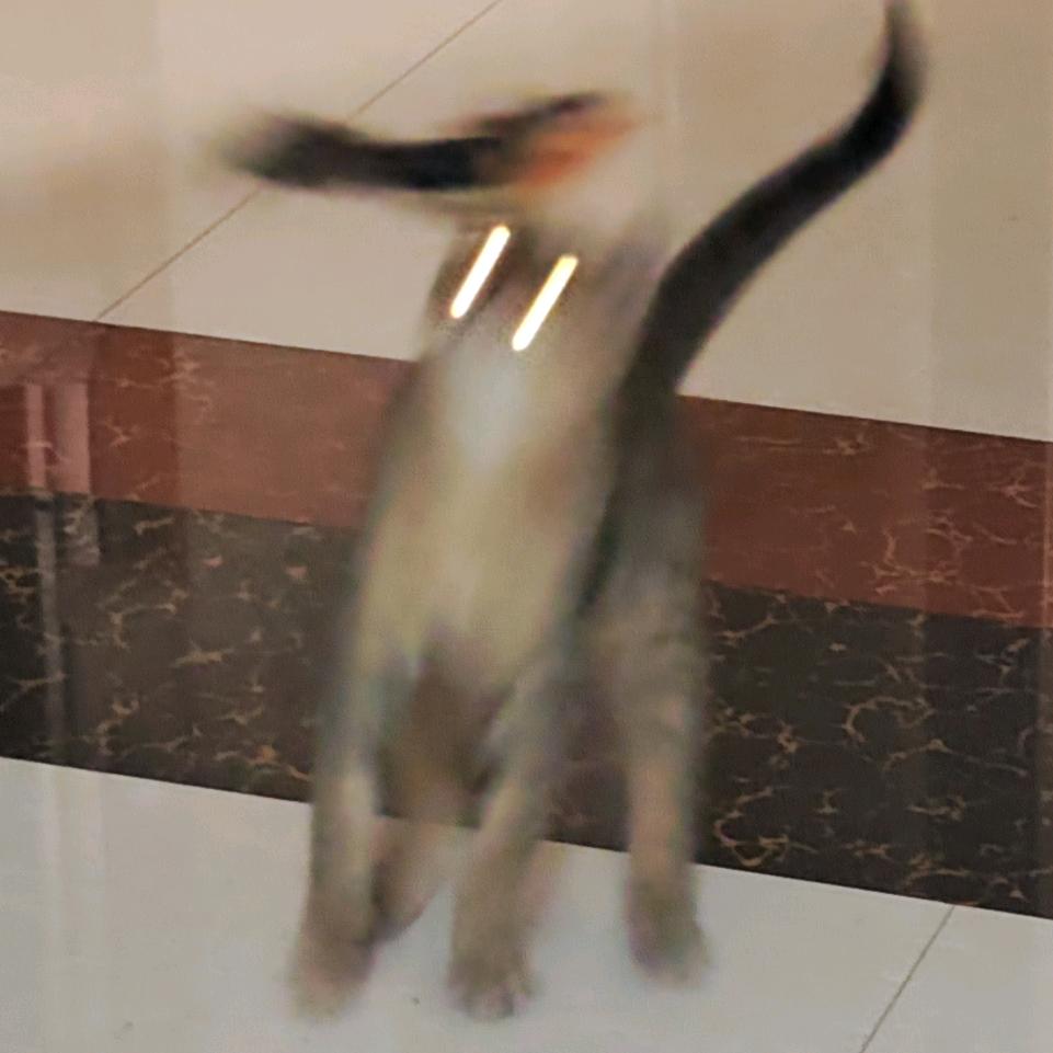 兔子狗