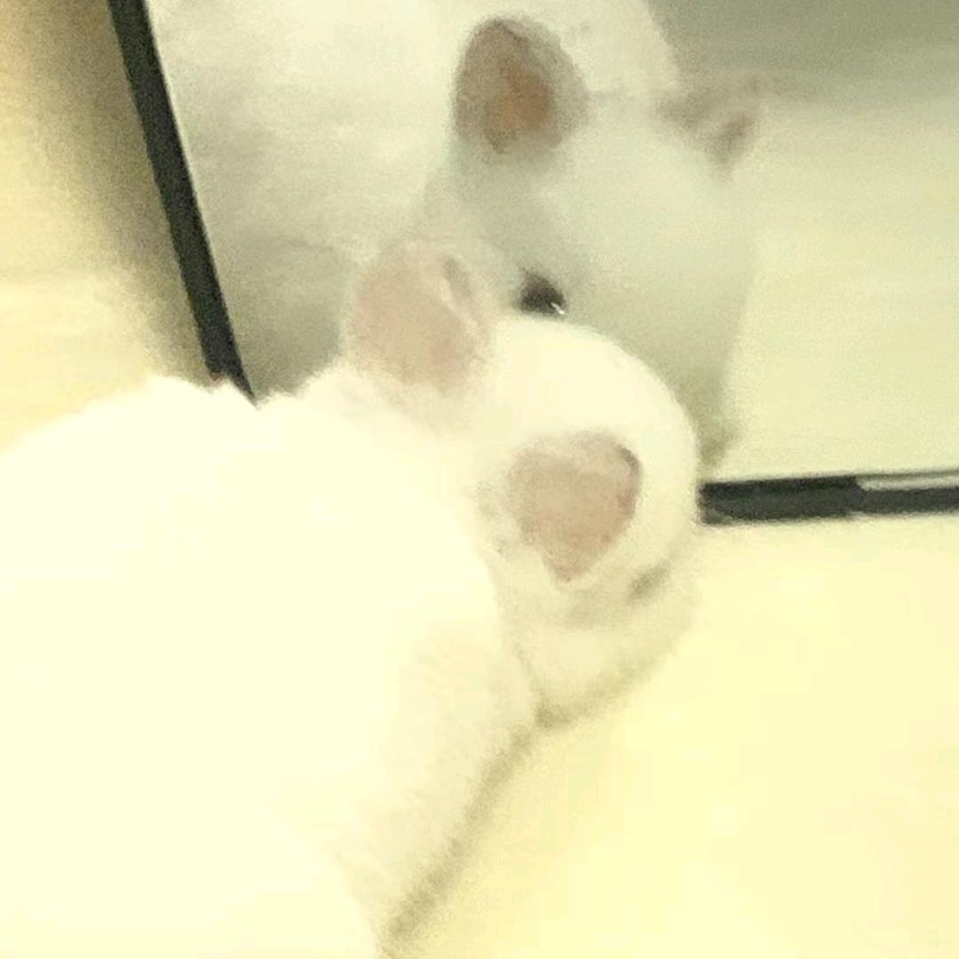 H.