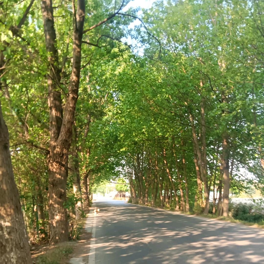 情深缘线