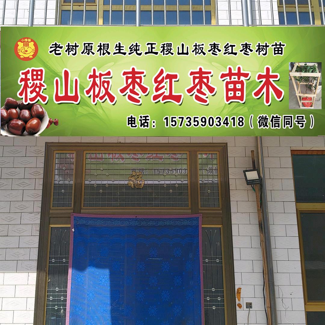 稷山板枣红枣苗树