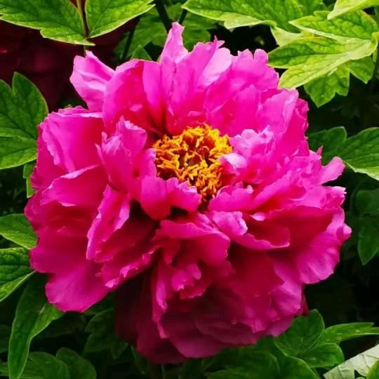 出售各种药材种苗