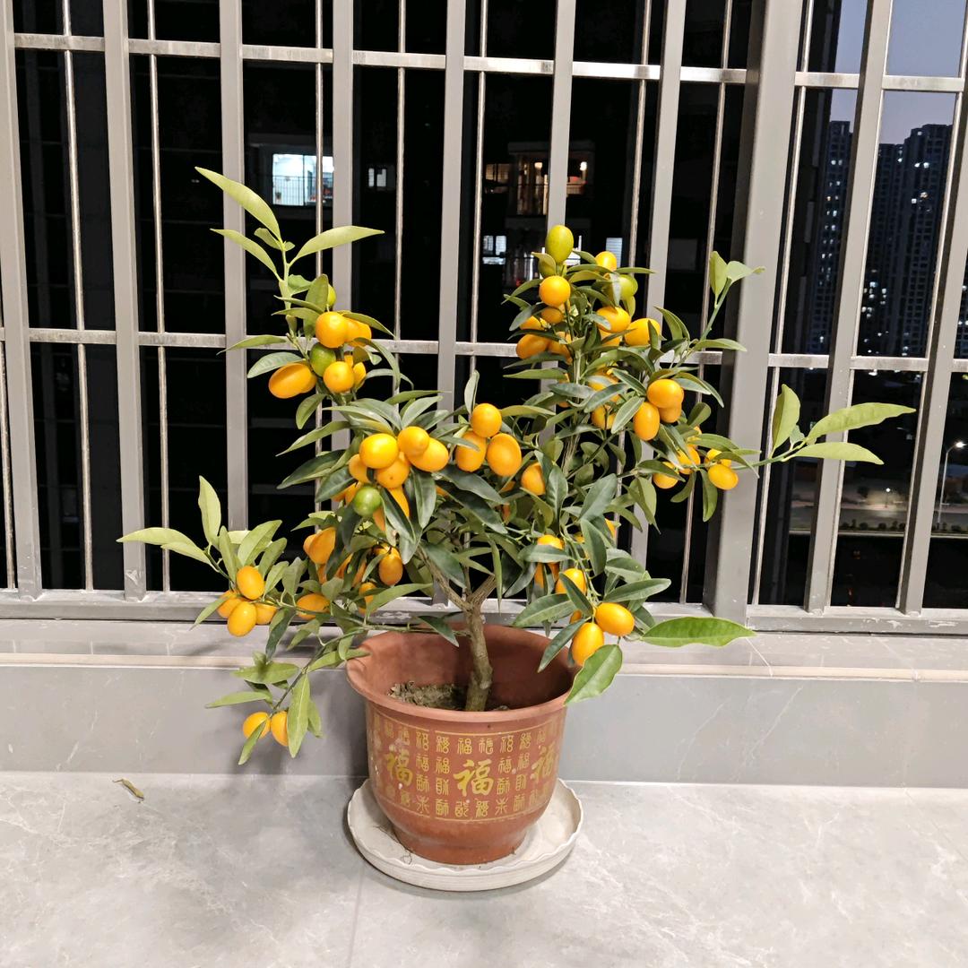 小虎仔