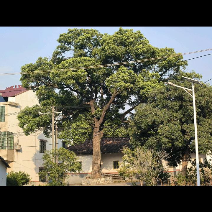 小廖贴膜