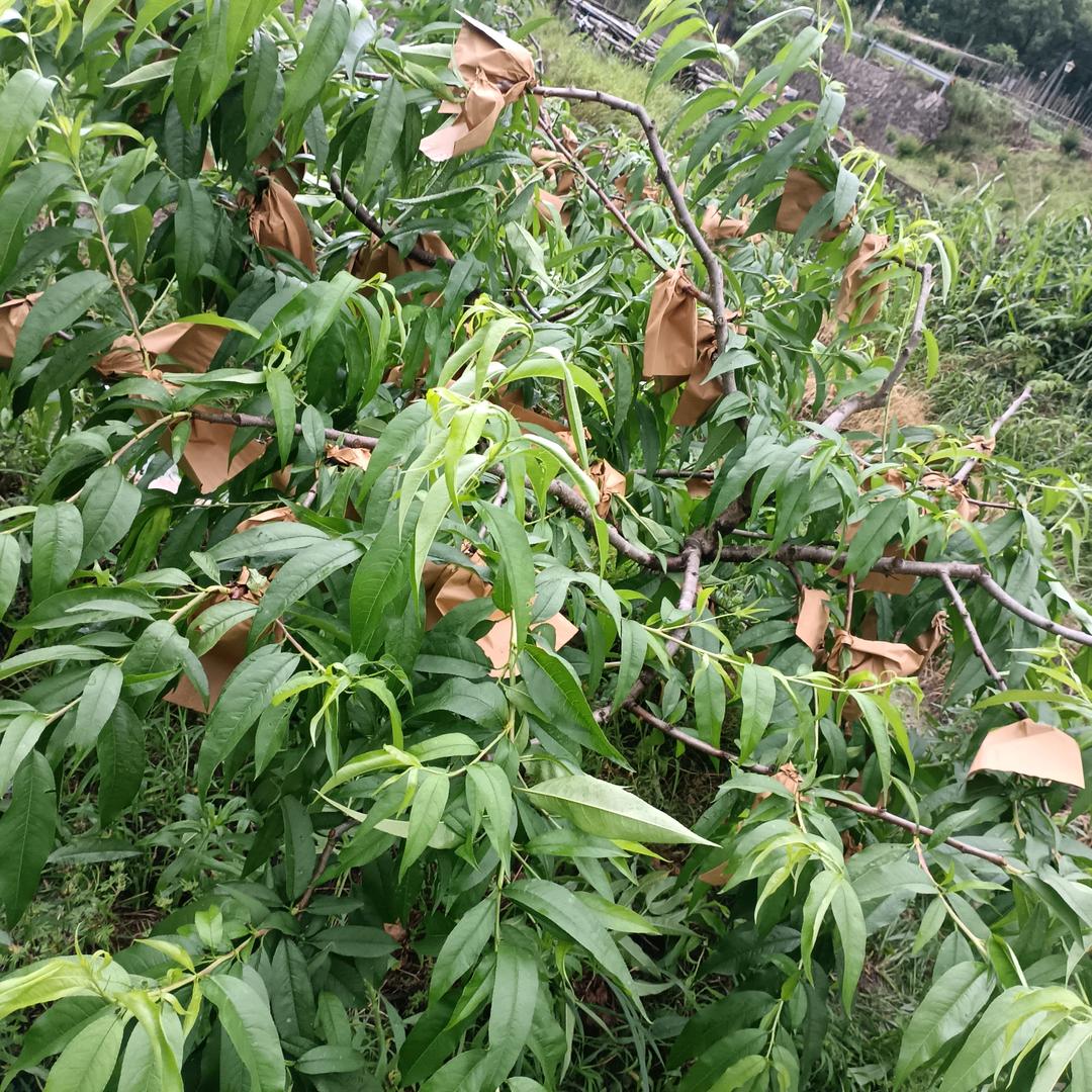 蔬菜哥