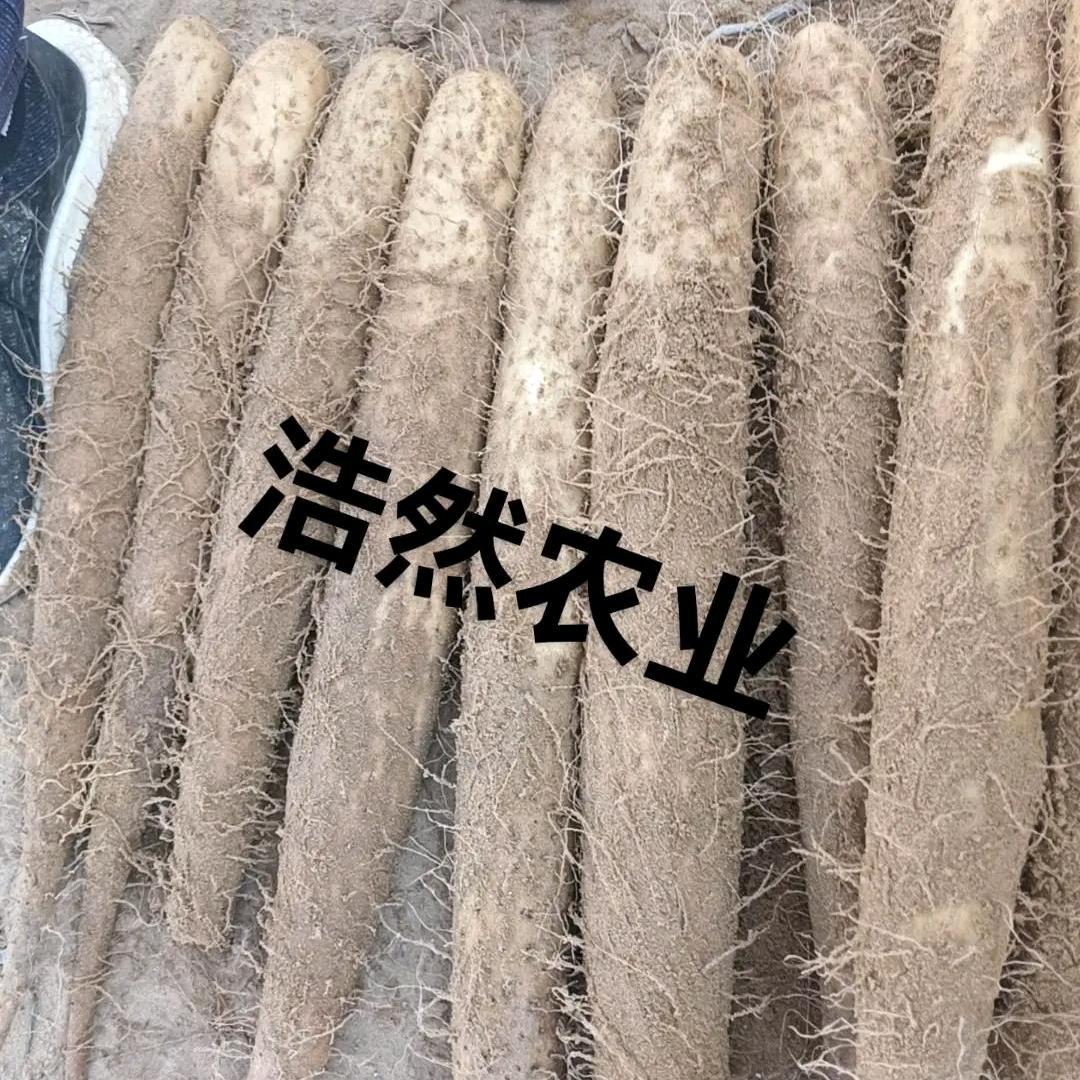齐艳军（山药产地）代发全国