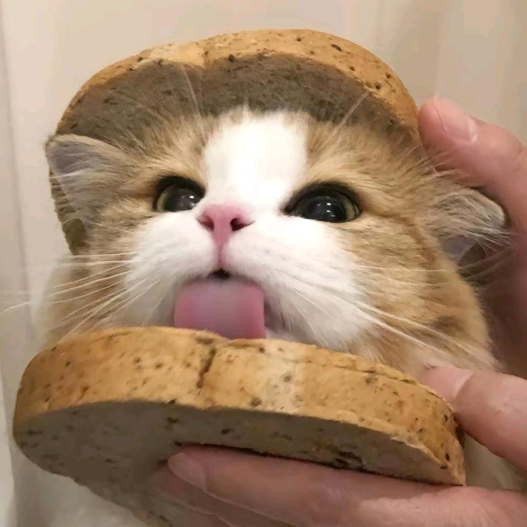 快来当领主-嘻嘻