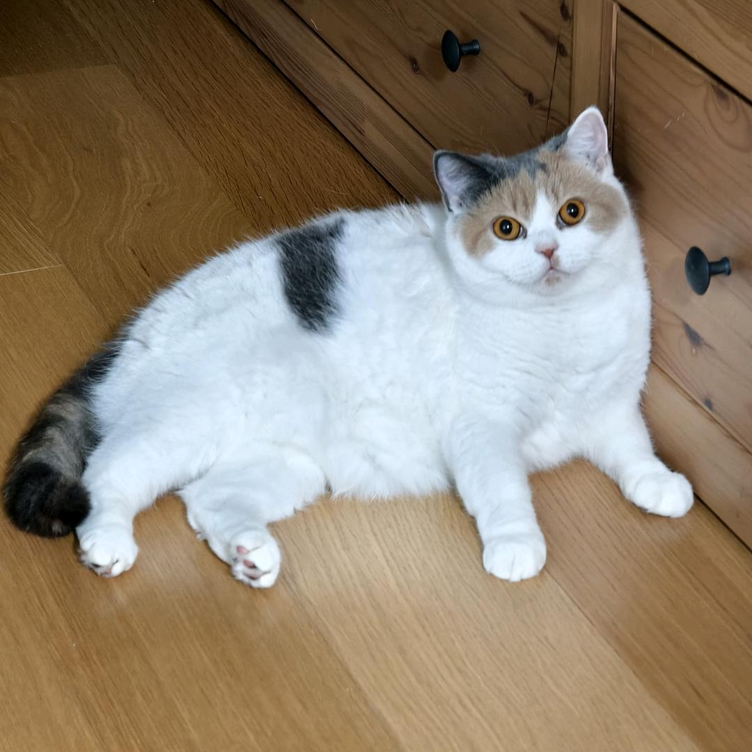 漂亮小肥猫