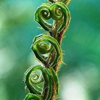栖木苑