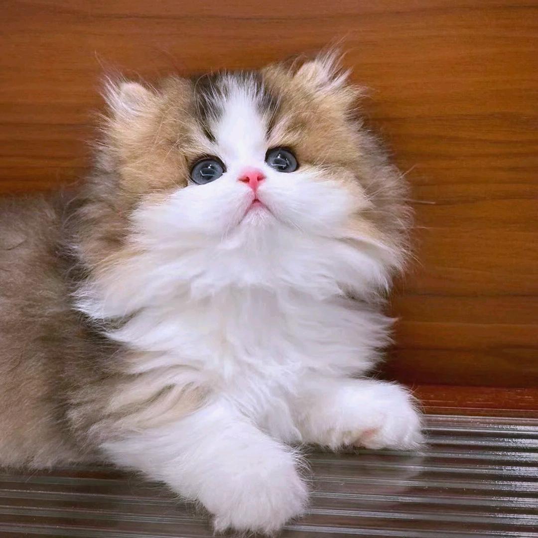 今夜有猫宠物店官方号