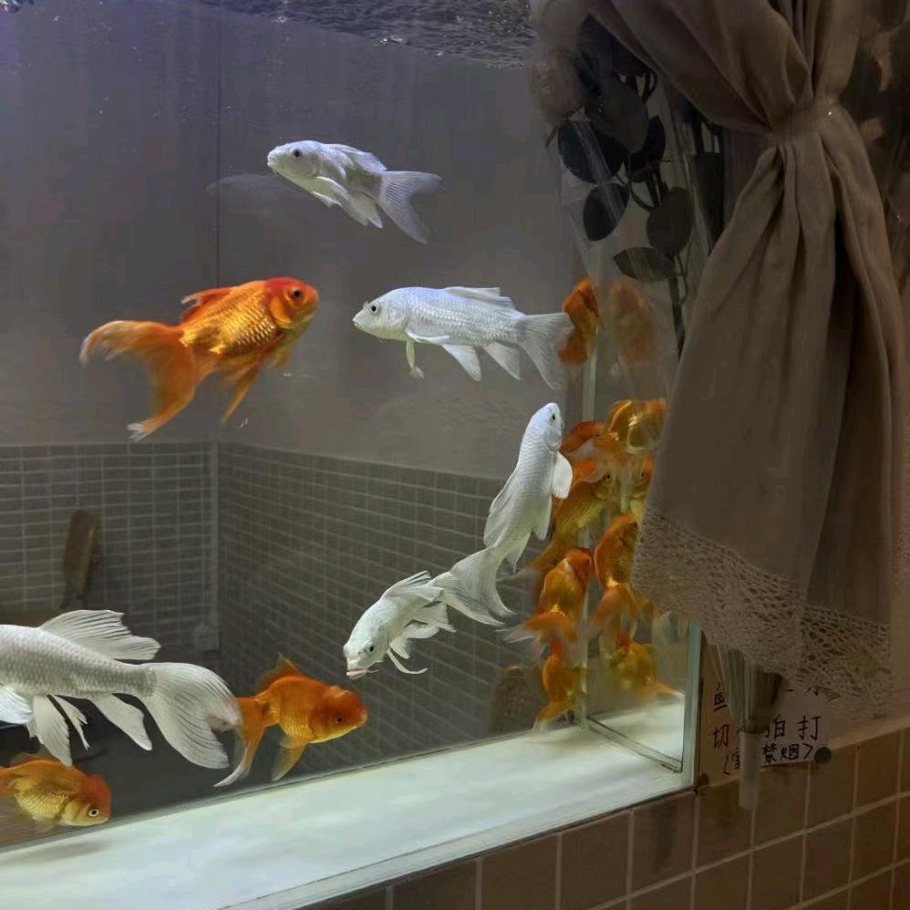 立志要出人头地