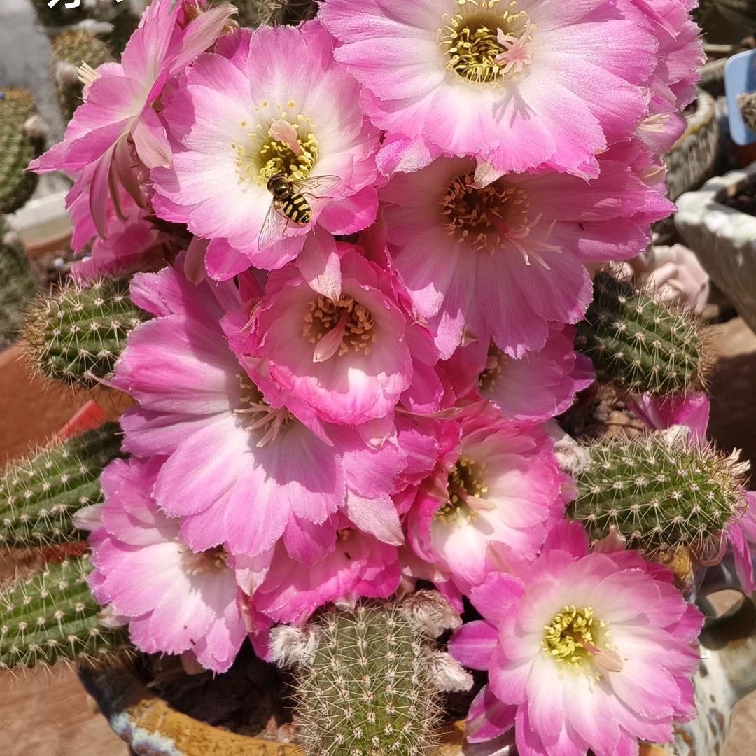 🦋 এ仅此而已এ᭄